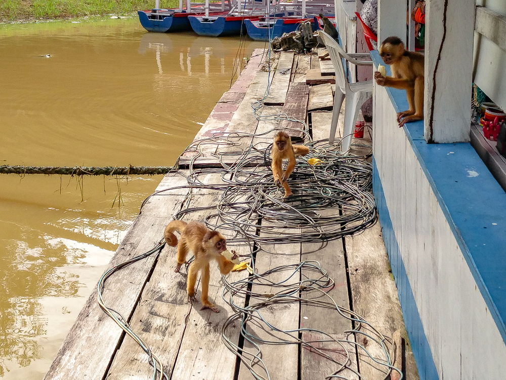 Manaus Les Singes
