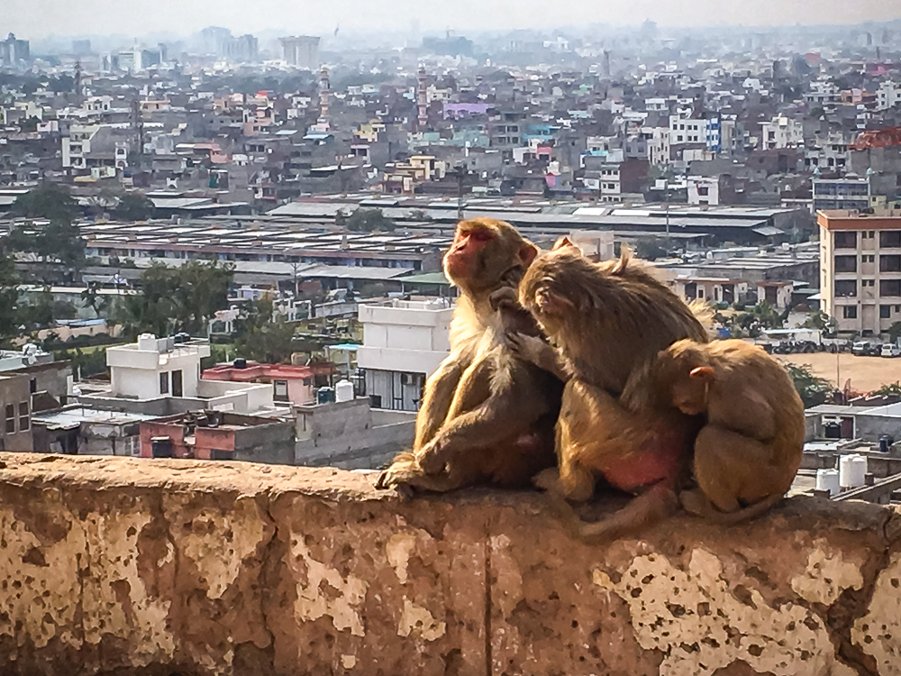 Jaipur Temple Dea Singes