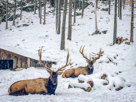 Montebello Parc Omega