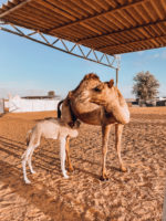 une chamelle et son chamelon