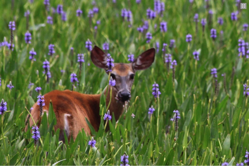 Chaudières-Appalaches