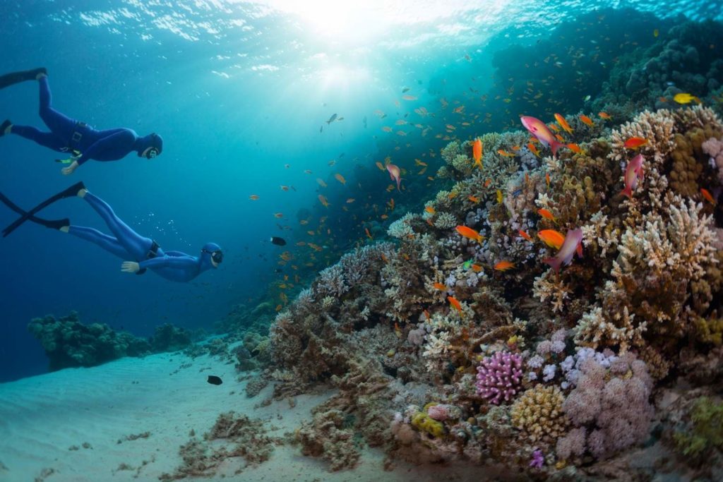 Mer Rouge Egypte Plongée