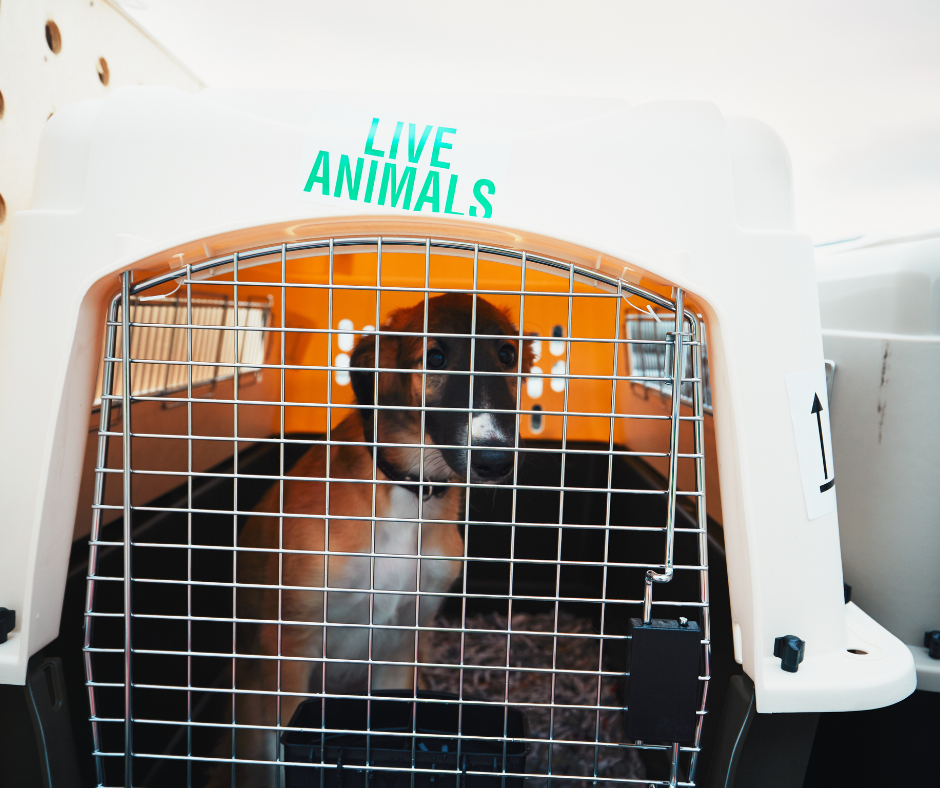 Services d'assistance Compagnies aériennes