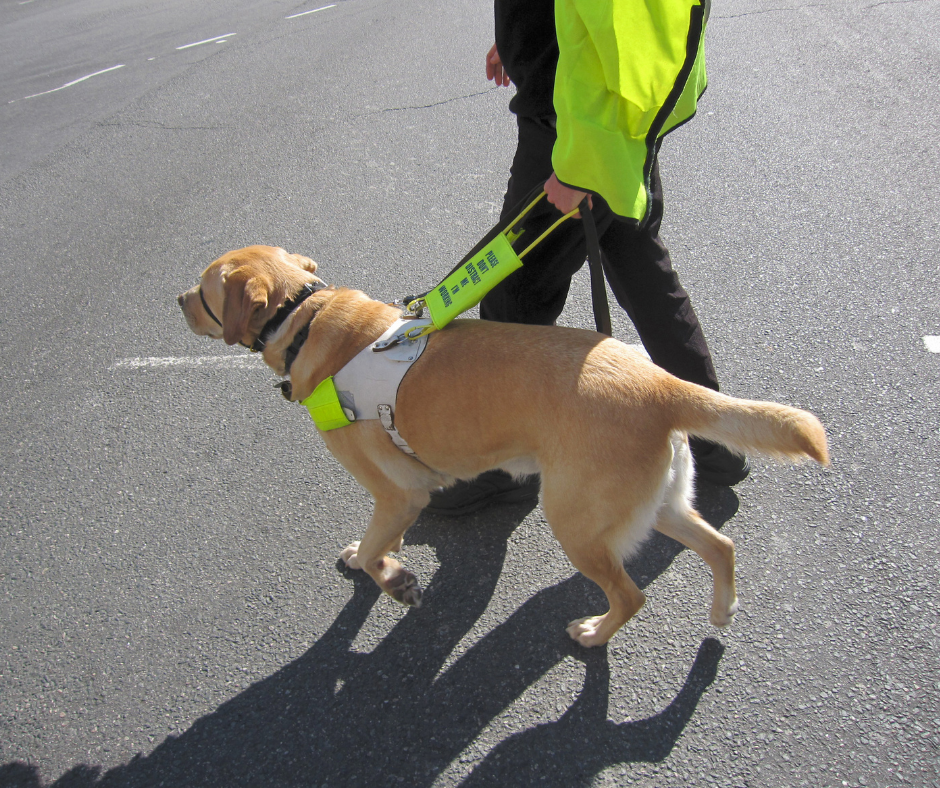 Services d'assistance Compagnies aériennes