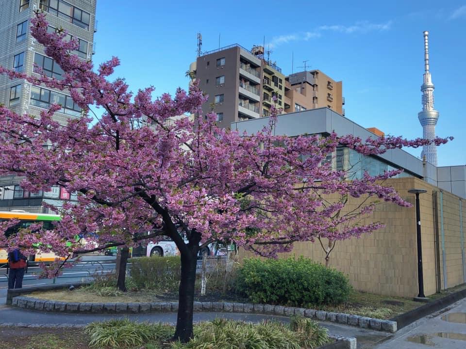 Un cerisier japonais en fleurs