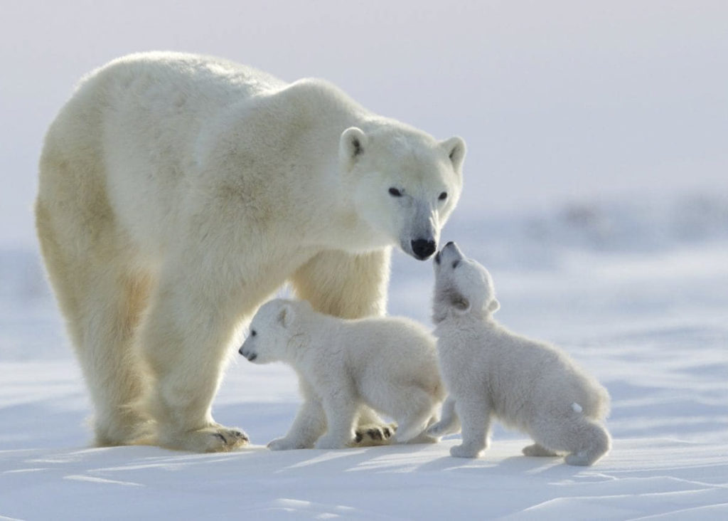 famille dours polaire