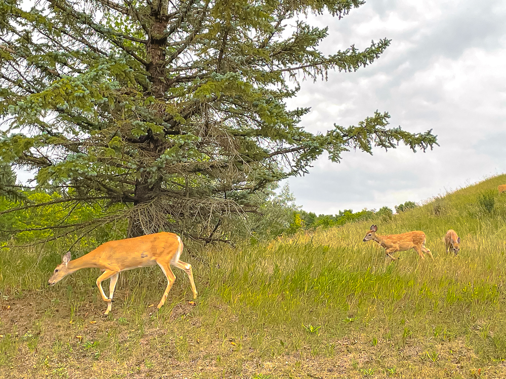 Village de Lumsden – Cerfs
