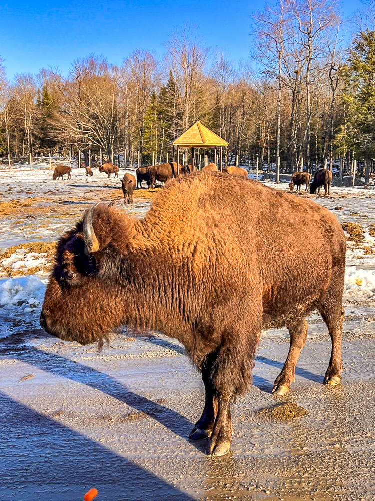 Parc Omega