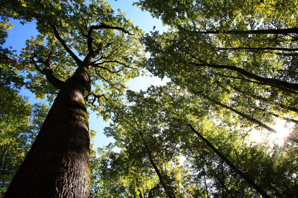 Chêne Emile Guillaumin, forêt de Tronçais. Crédit R. Lacroix / Auvergne-Rhône-Alpes Tourisme