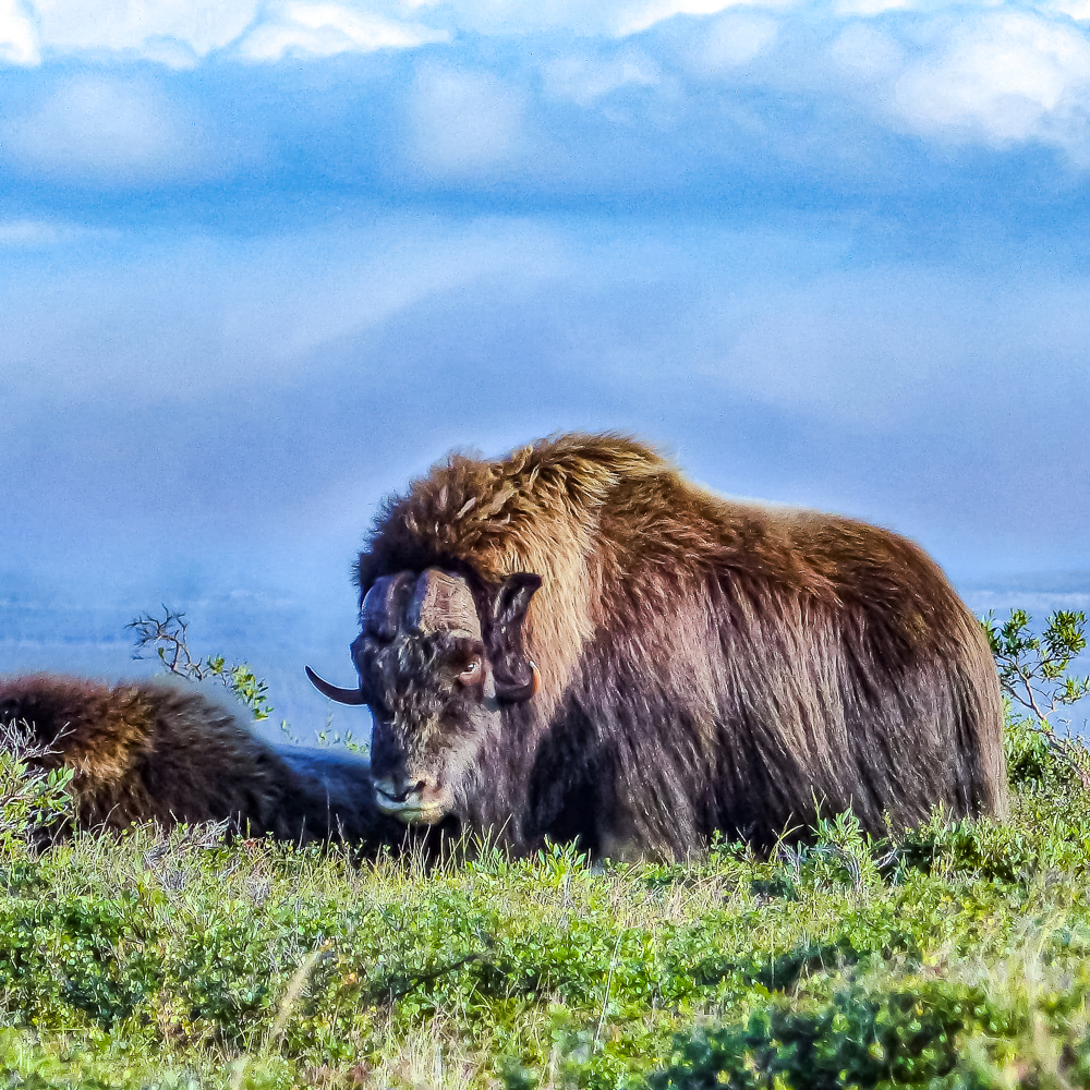 Un boeuf musqué du Nunavik avec un regard féroce - Crédit Photo Maxence Chavanne