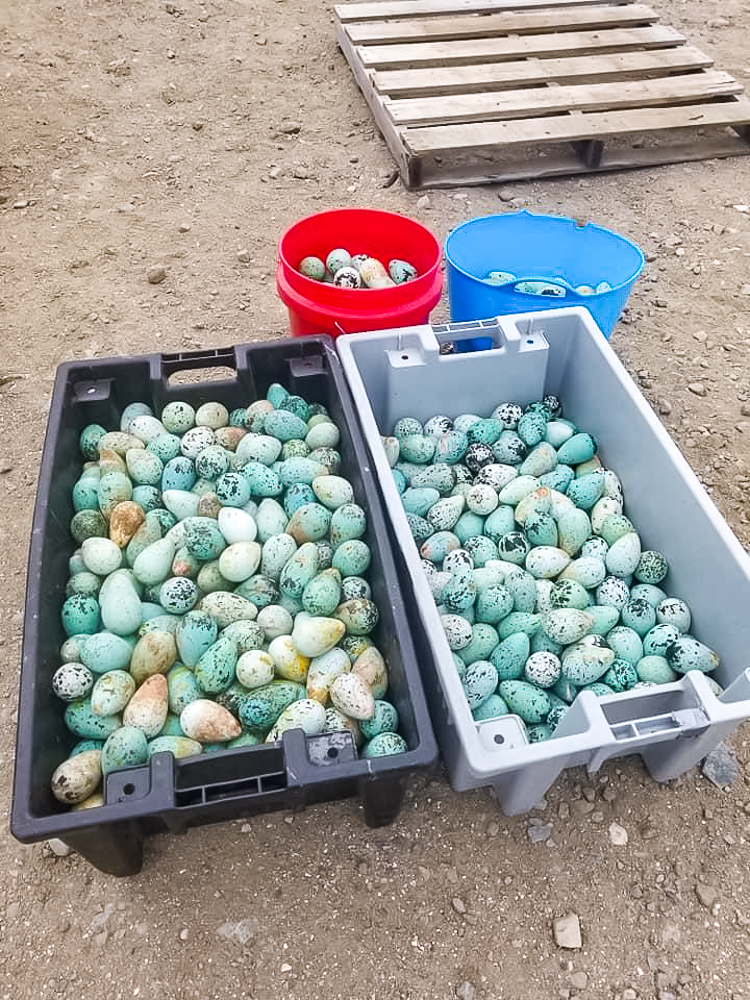 Des oeufs de guillemots de Brunnich, spécialité locale - Crédit photo Catherine Gauvin