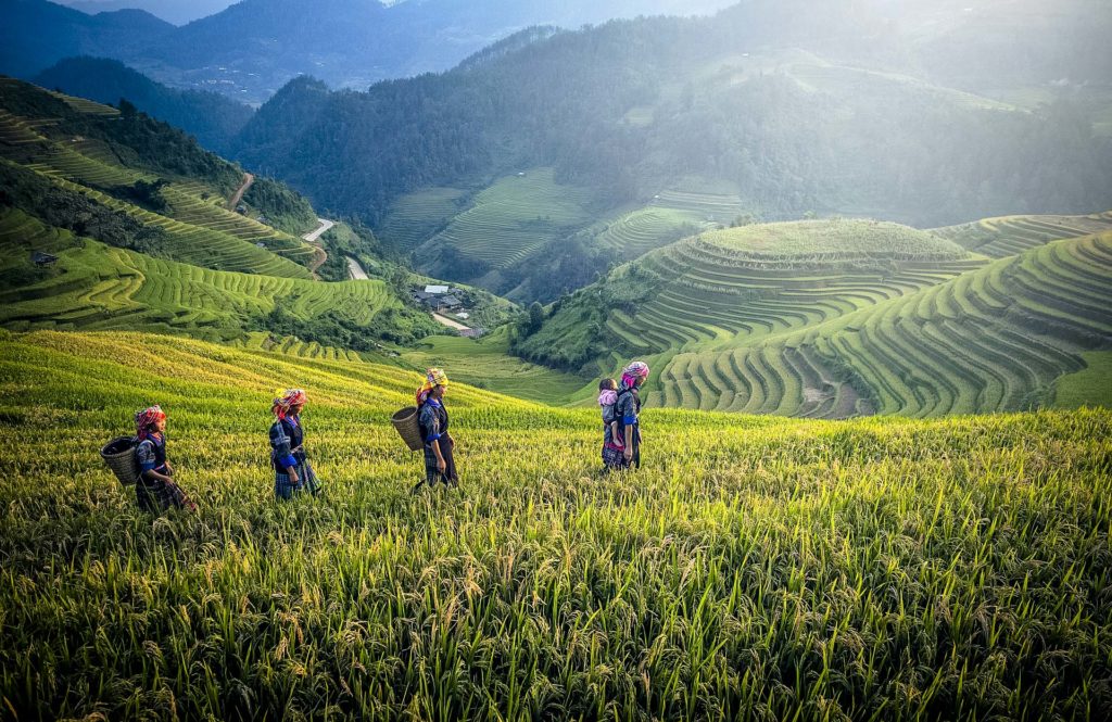Terrasse de rizières à Bali
