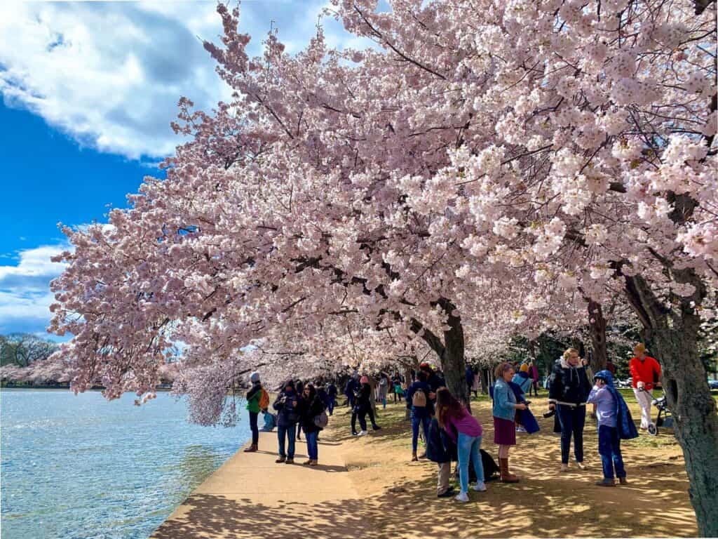 Washington cherryblossom1
