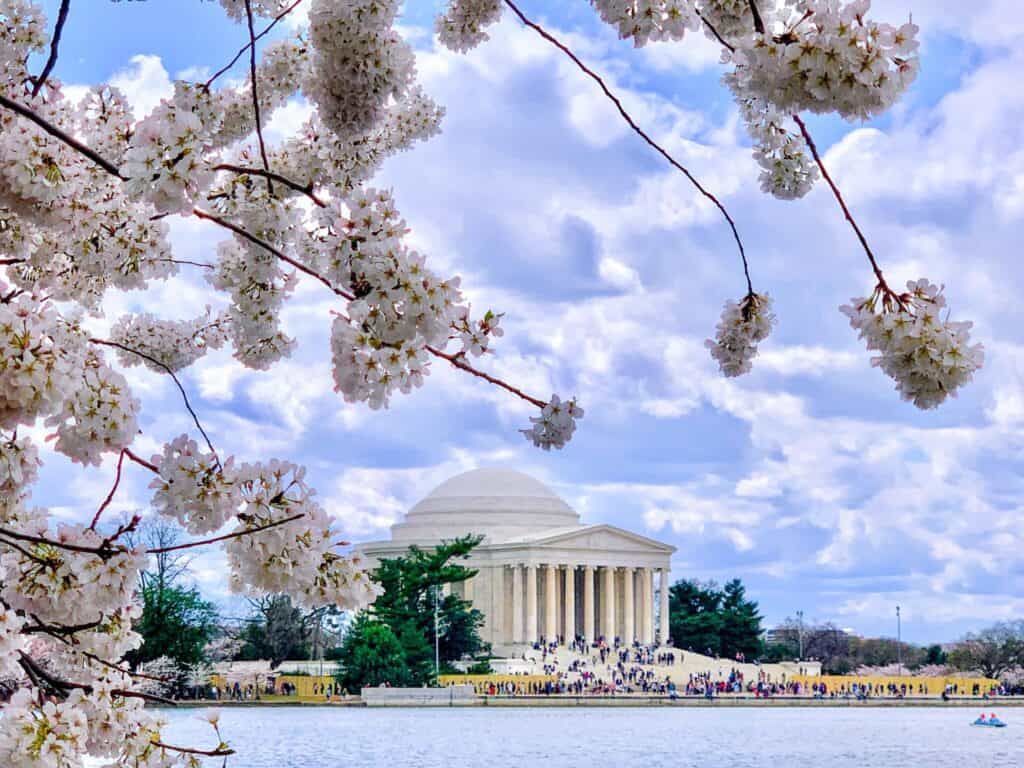 Washington cherryblossom2 1