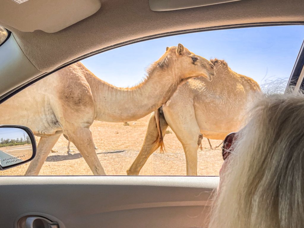 Al Maha Luxury Collection Dubai