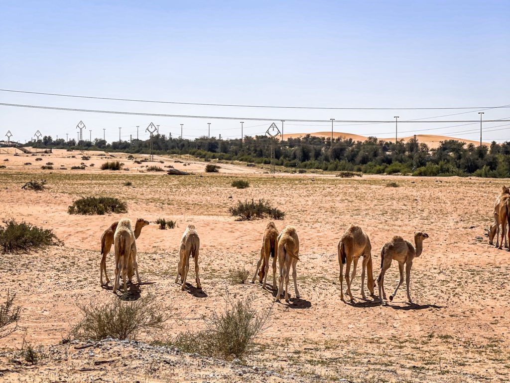 Al Maha Luxury Collection Dubai