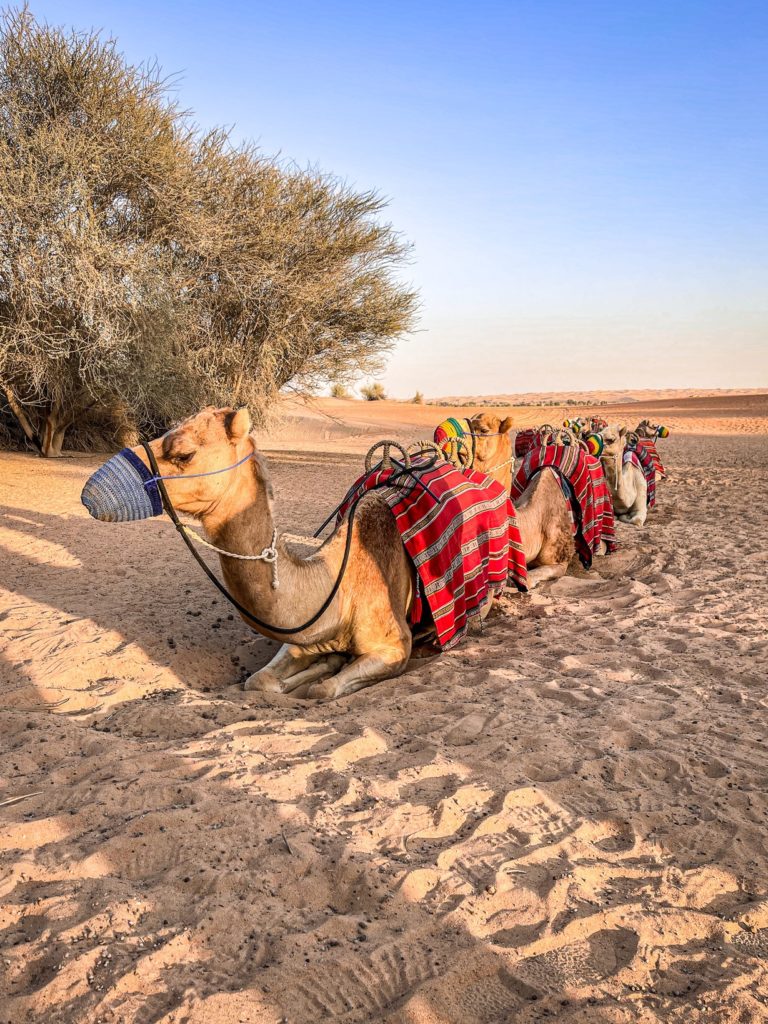 Al Maha Luxury Collection Dubai