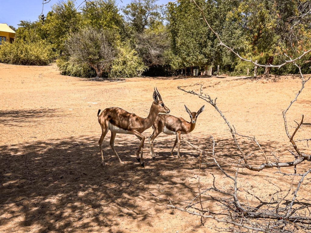 Al Maha Luxury Collection Dubai