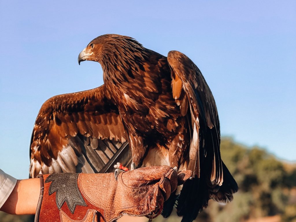 Al Maha Luxury Collection Dubai