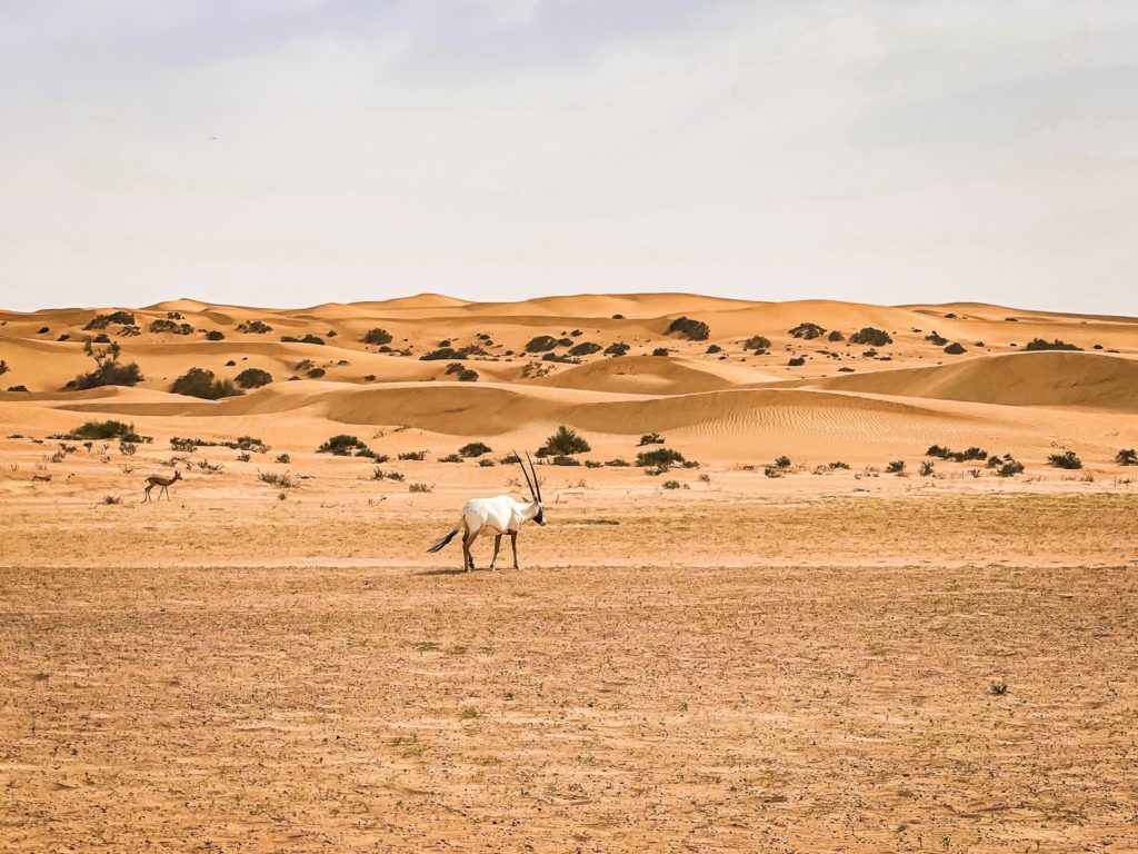 Al Maha Luxury Collection Dubai