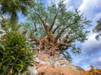 Animal Kingdom Disney World Orlando