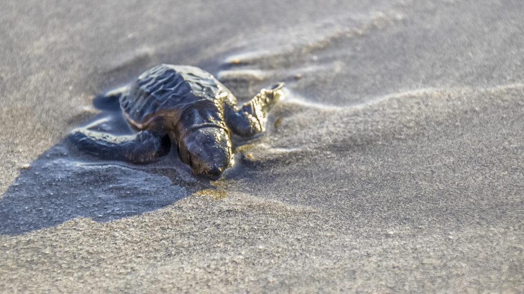 Costa Rica Tortugero