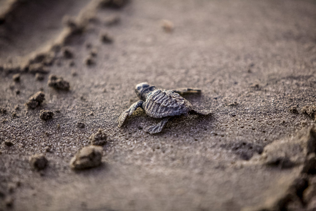 Costa Rica Tortugero