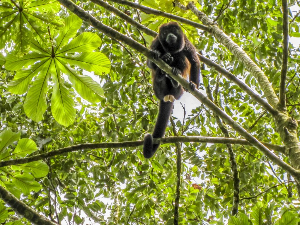 Costa Rica Wildlife