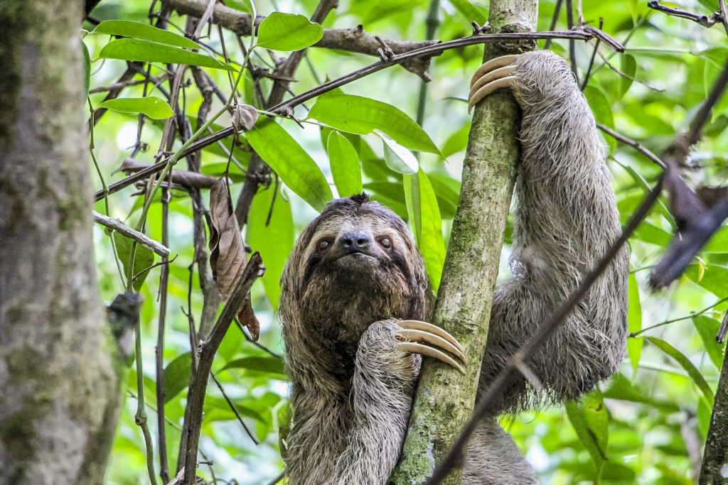 Costa Rica Wildlife
