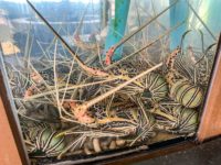 Fairmont Maldives Sirru Fen Fushi