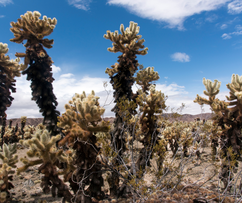 cactus cholla