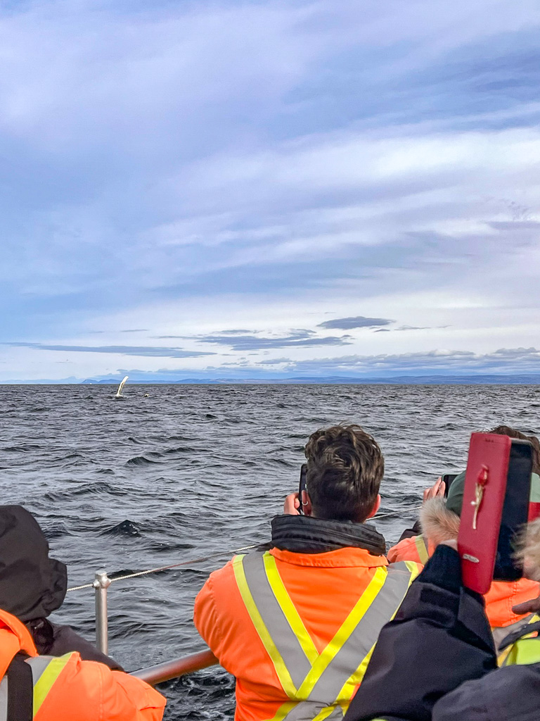 Observation des baleines – Crédit Maude-3