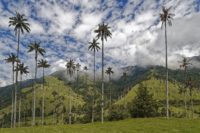 3. La spectaculaire vallée de Cocora - Pixabay