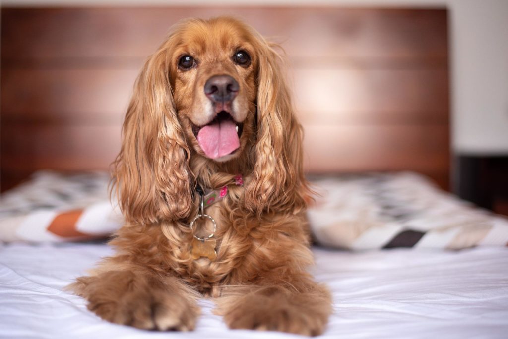 english cocker spaniel gebff