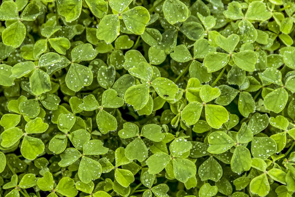 clover-gcfc1041dc-1920