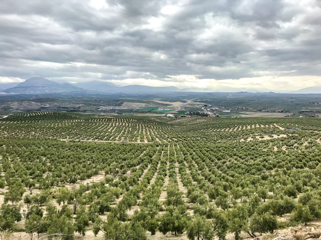 Olive Factory Famille