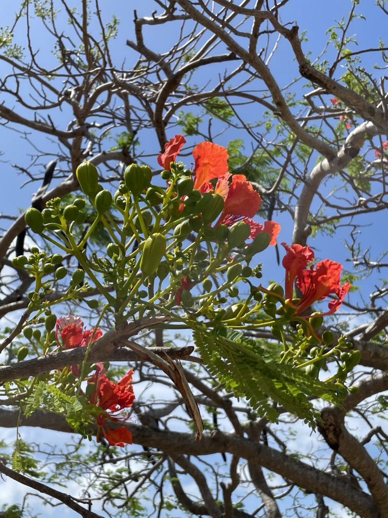 Martinique Crédit Frédéric Deluen