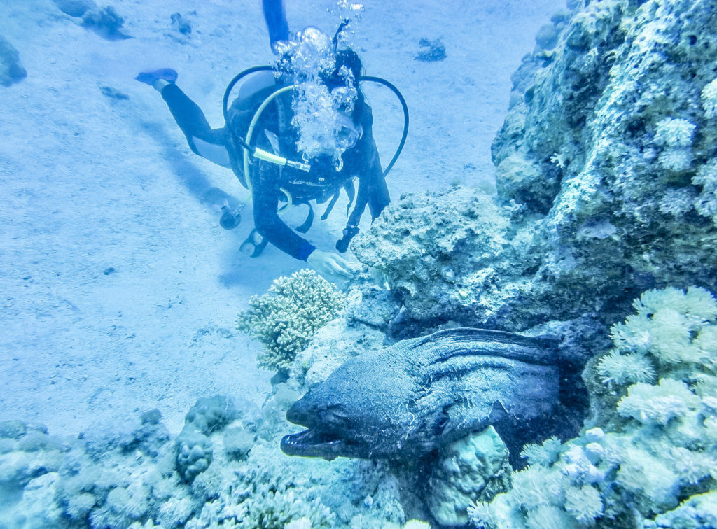 Plongée en Égypte