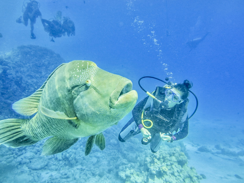 Plongée en Égypte