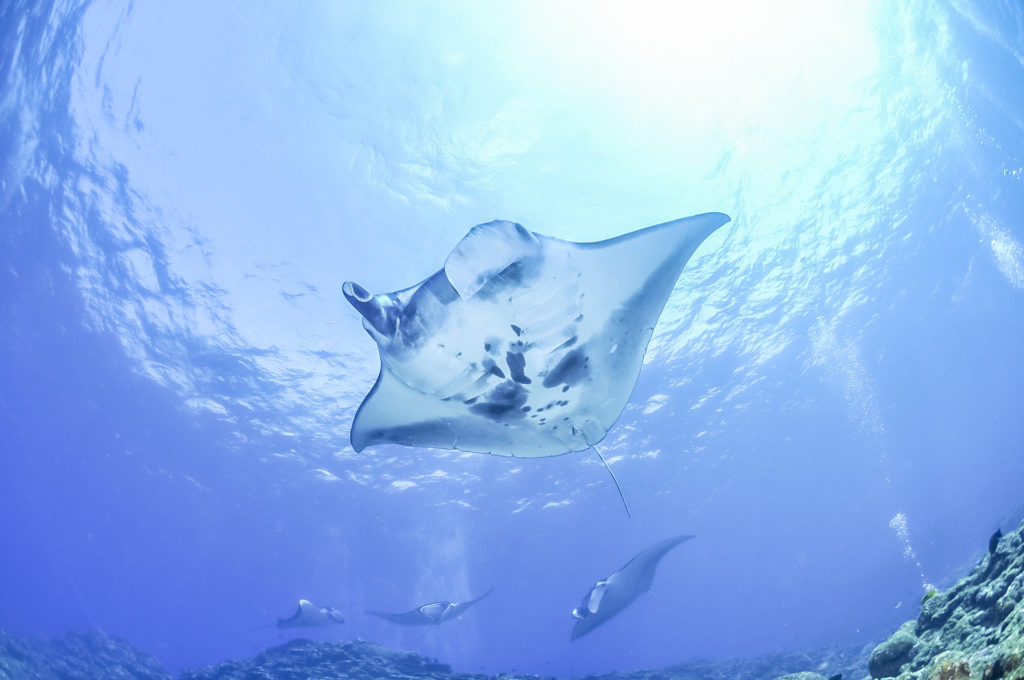 Maldives Manta Ray