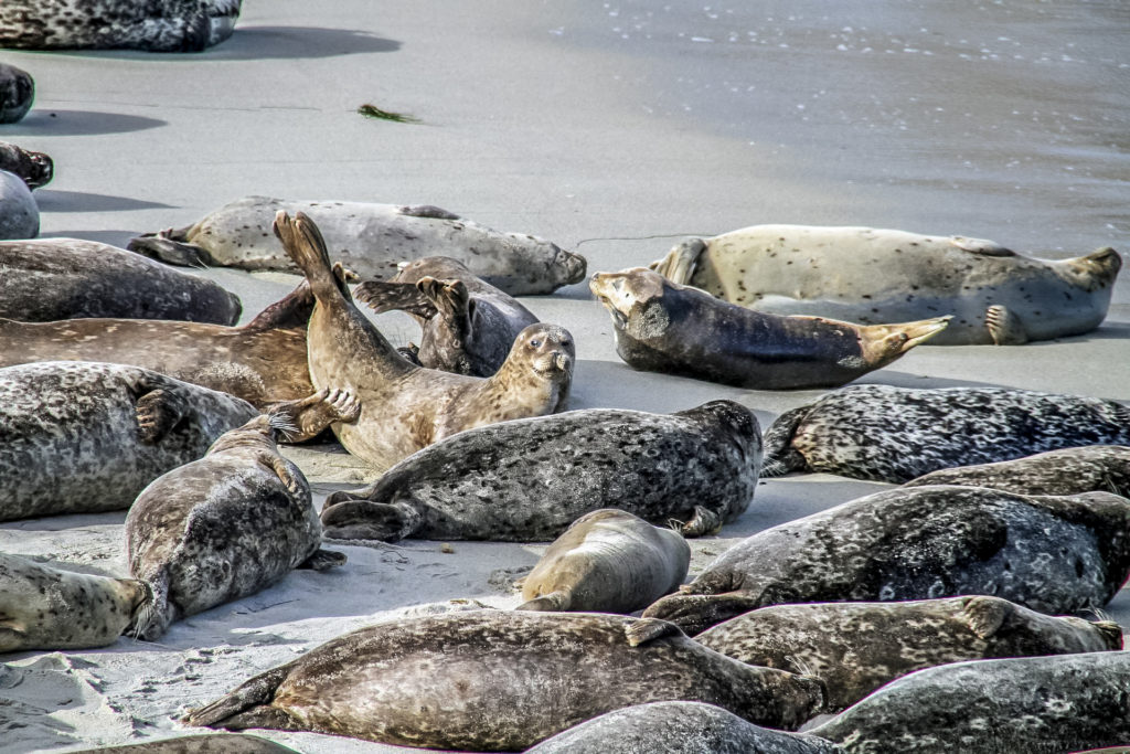San Diego La Jolla 2