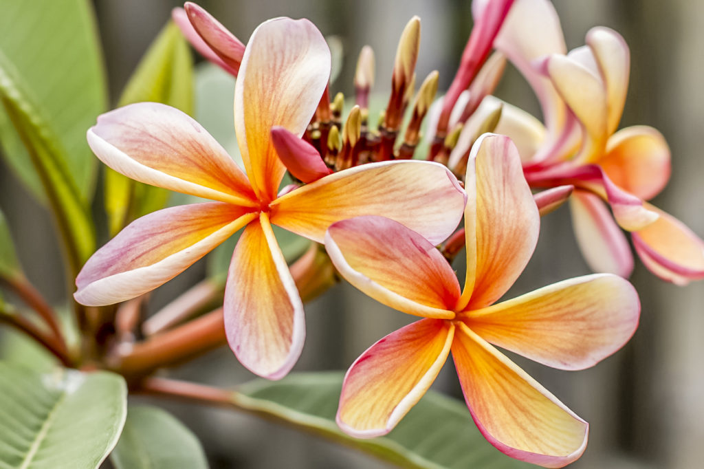 Frangipani 1154646 1920