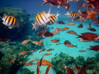 Anse Arlet Récif Martinique Crédit Frédéric Deluen 12