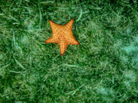 Anse d'Arlet Récif Martinique Crédit Frédéric Deluen