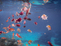 Anse d'Arlet Récif Martinique Crédit Frédéric Deluen 13