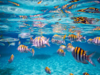 Anse d'Arlet Récif Martinique Crédit Frédéric Deluen 14