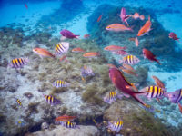 Anse d'Arlet Récif Martinique Crédit Frédéric Deluen 15