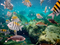 Anse d'Arlet Récif Martinique Crédit Frédéric Deluen 16