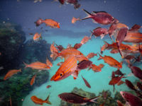 Anse d'Arlet Récif Martinique Crédit Frédéric Deluen 38.