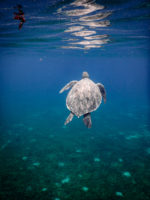 Anse d'Arlet Récif Martinique Crédit Frédéric Deluen